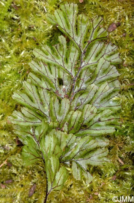 Hymenophyllum tunbrigense